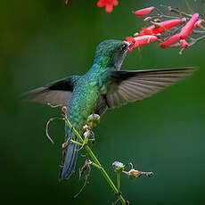 Colibri huppé