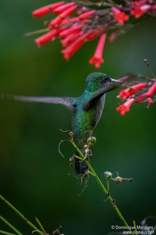 Colibri huppé femelle adulte, identification