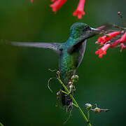 Colibri huppé