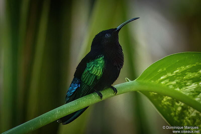 Colibri madèreadulte, identification