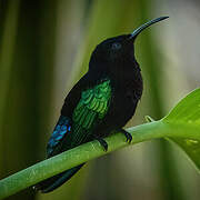 Purple-throated Carib