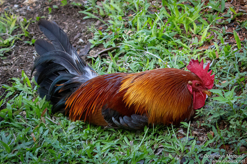 Coq bankivaadulte, identification