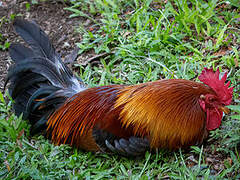 Red Junglefowl