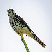 American Kestrel