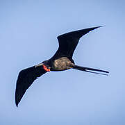 Magnificent Frigatebird