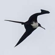 Magnificent Frigatebird