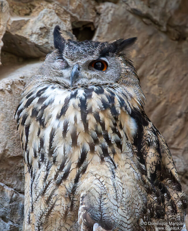 Eurasian Eagle-Owladult, close-up portrait