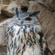 Eurasian Eagle-Owl