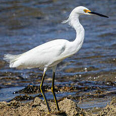 Aigrette neigeuse