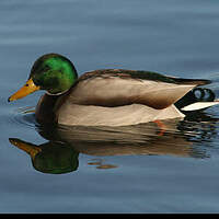 Canard colvert