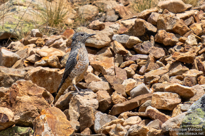 Common Rock Thrush male adult transition, identification