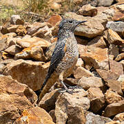 Common Rock Thrush