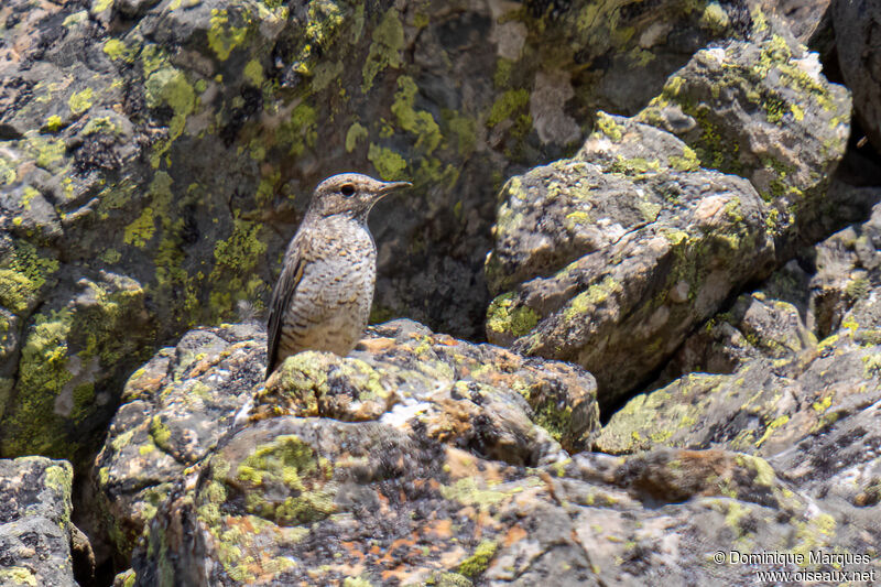 Common Rock Thrush female adult transition, identification