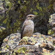 Common Rock Thrush