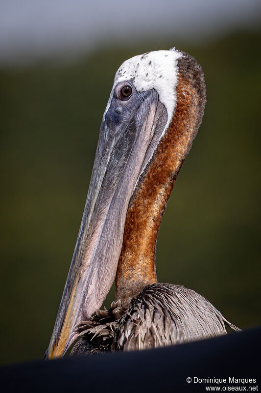 Brown Pelicanadult, close-up portrait