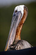 Brown Pelican