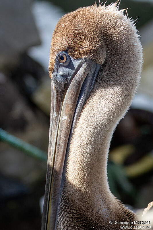 Brown Pelican