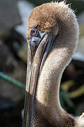 Brown Pelican