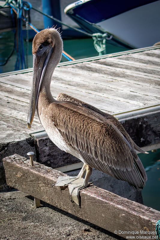 Brown PelicanSecond year, identification