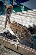 Brown Pelican