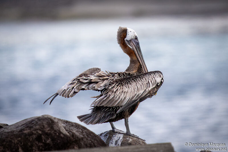 Brown Pelicanadult breeding, identification