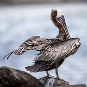 Brown Pelican