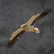 Egyptian Vulture