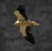 Egyptian Vulture