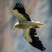 Egyptian Vulture