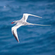 Red-billed Tropicbird