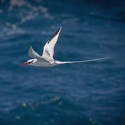 Red-billed Tropicbird