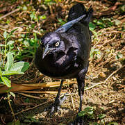 Carib Grackle