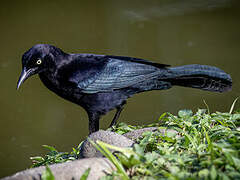 Carib Grackle