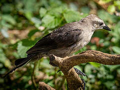 Carib Grackle