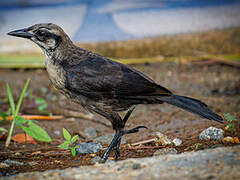 Carib Grackle