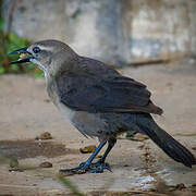 Carib Grackle