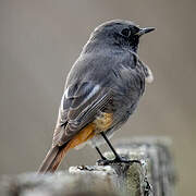 Black Redstart