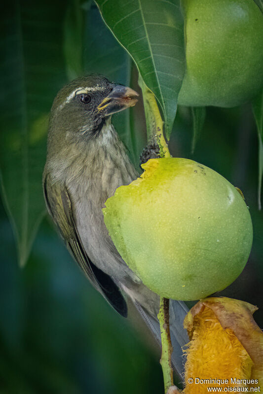 Lesser Antillean Saltatoradult, identification, eats