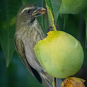 Lesser Antillean Saltator