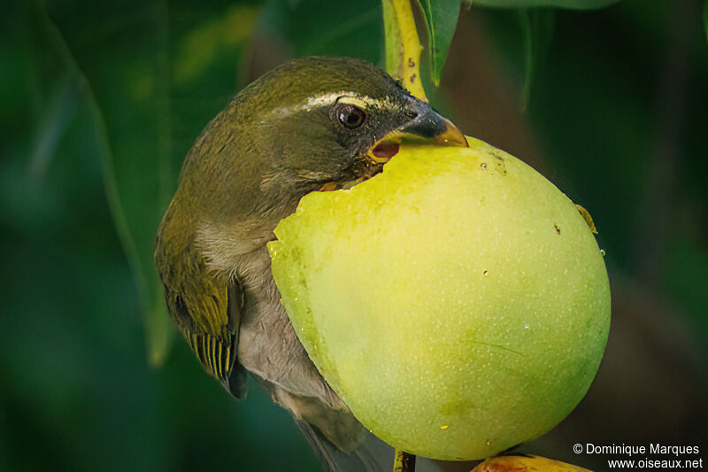 Lesser Antillean Saltatoradult, identification, eats