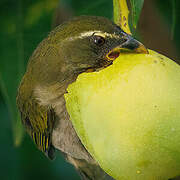 Lesser Antillean Saltator