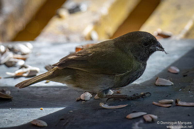 Black-faced Grassquit male adult post breeding, identification