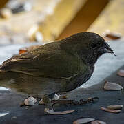 Black-faced Grassquit