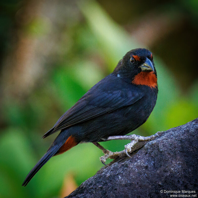 Lesser Antillean Bullfinch male adult breeding, identification