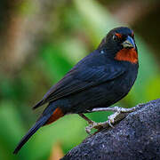 Lesser Antillean Bullfinch