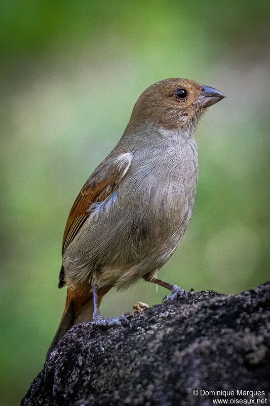 Sporophile rougegorge femelle adulte nuptial, identification