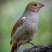 Lesser Antillean Bullfinch