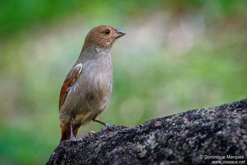 Lesser Antillean Bullfinch female adult, identification