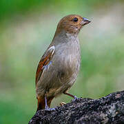 Lesser Antillean Bullfinch