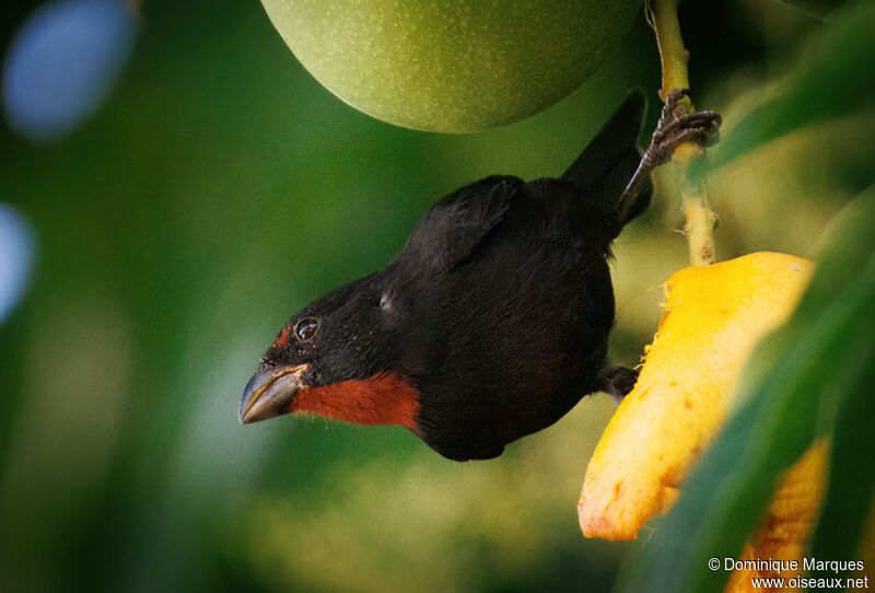 Lesser Antillean Bullfinchadult breeding, identification